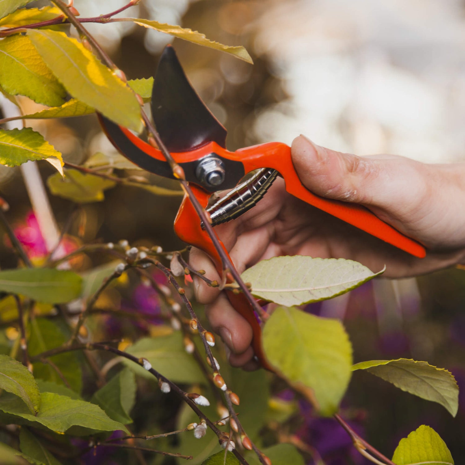 Pruning