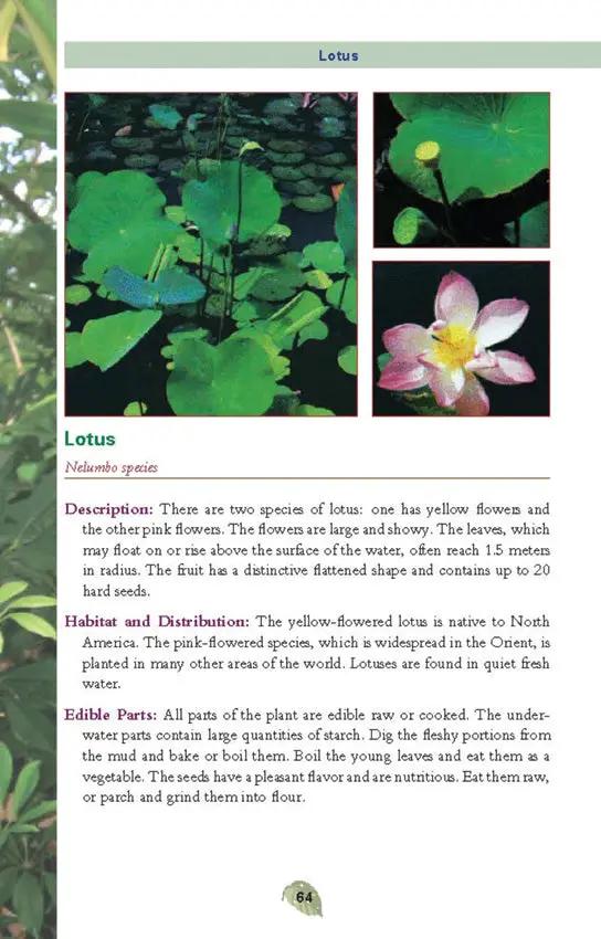 Edible Plants Pocket Guide For Foragers And Outdoor Enthusiasts Safe Foraging Identify Prep US Army by Books