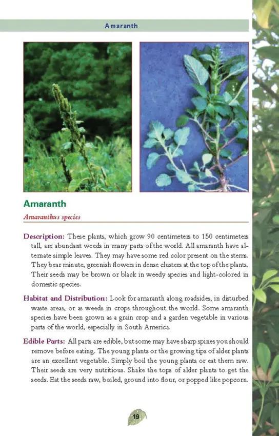 Edible Plants Pocket Guide For Foragers And Outdoor Enthusiasts Safe Foraging Identify Prep US Army by Books