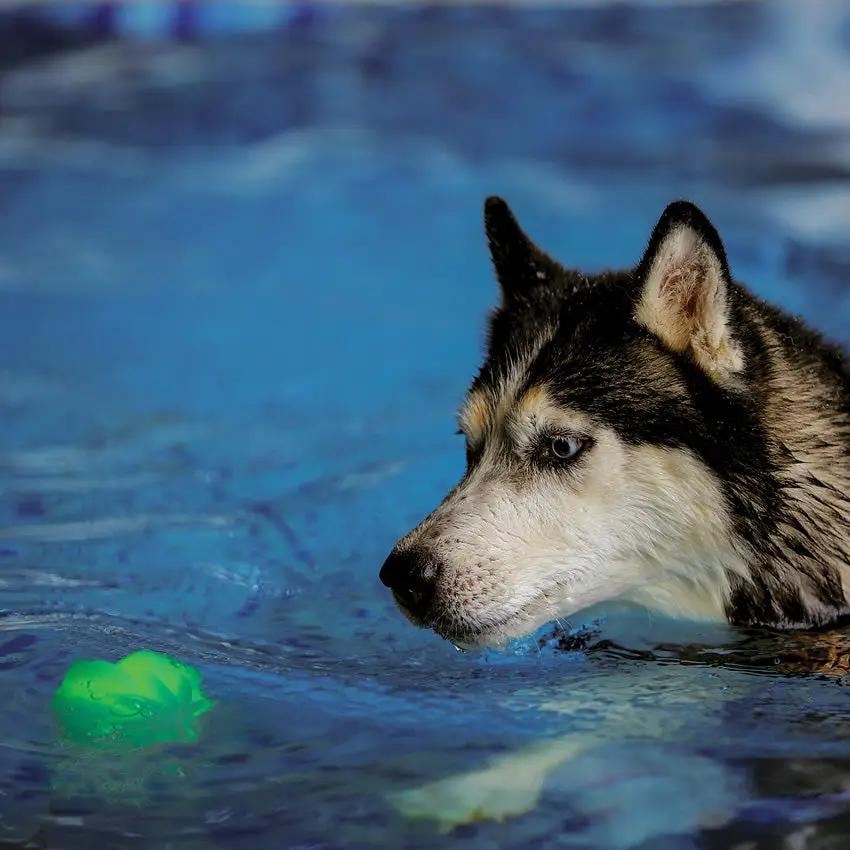 Nite Ize Glowstreak Wild LED Ball Dog Toy Motion Activated Rainbow Spectrum LED For Outdoor Fetch For Active Dogs by Nite Ize