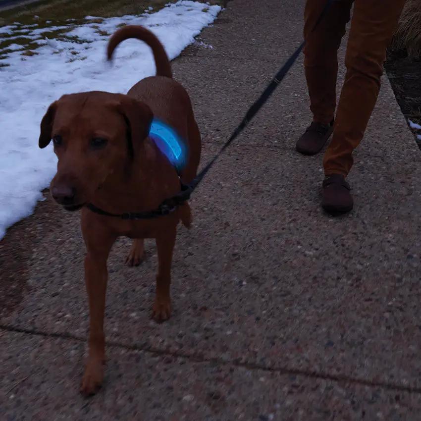 Nite Ize Nitedog LED Collar Cover NDCCR-09-R3 by Nite Ize