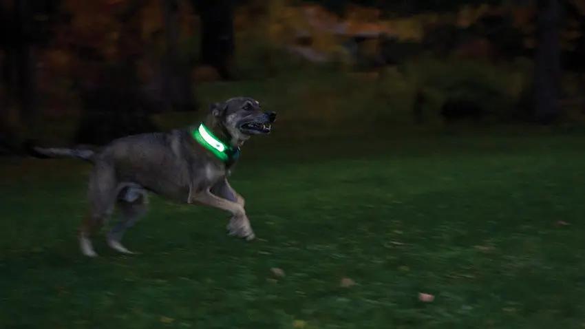 Nite Ize Nitedog LED Collar Cover NDCCR-09-R3 by Nite Ize