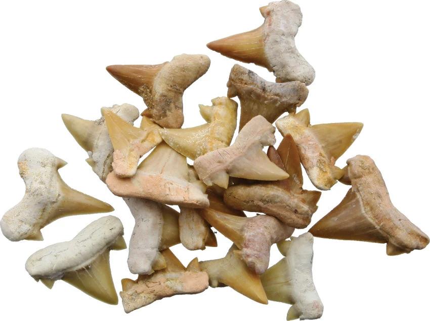 Arrowhead Shark Tooth Fossils 0.5 Inch 30333025 (BAG OF 20) by Arrowhead