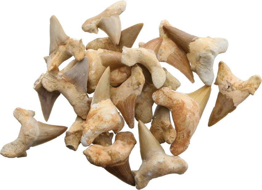 Arrowhead Shark Tooth Fossils 1.5 Inch 30333024 (BAG OF 20) by Arrowhead