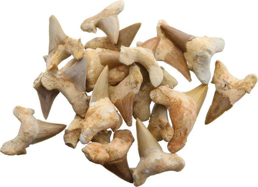 Arrowhead Shark Tooth Fossils 1.5 Inch 30333024 (BAG OF 20) by Arrowhead