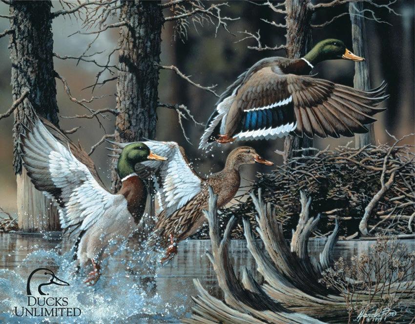 Tin Signs Ducks Unlimited 1204 by Tin Signs